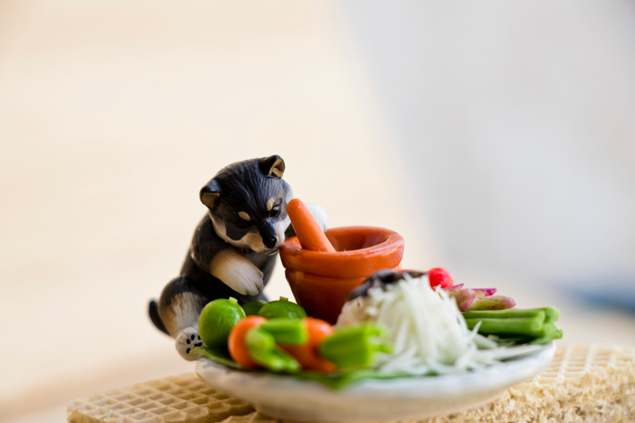 柴犬,ココグルメ