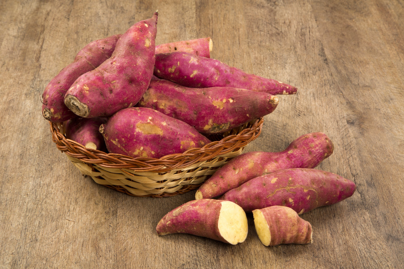 柴犬,ココグルメ