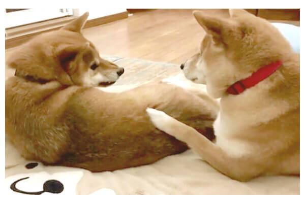 そっ…）わざと怒らせる柴犬と、怒る柴犬。どちらを見ても結局
