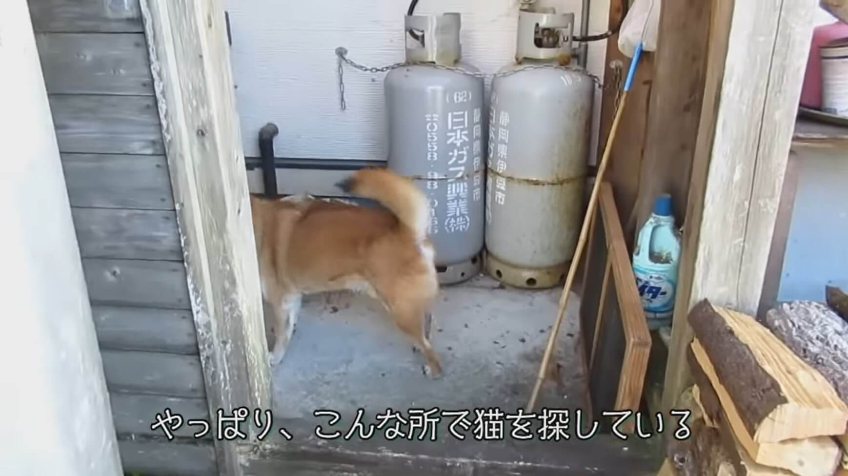 柴犬,YouTube