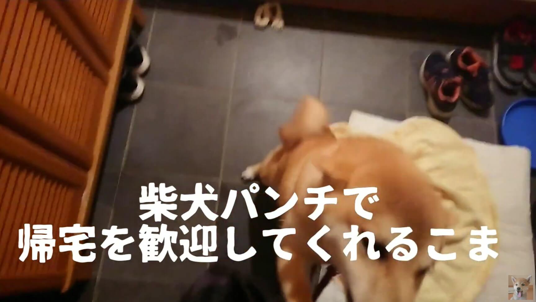 柴犬,YouTube