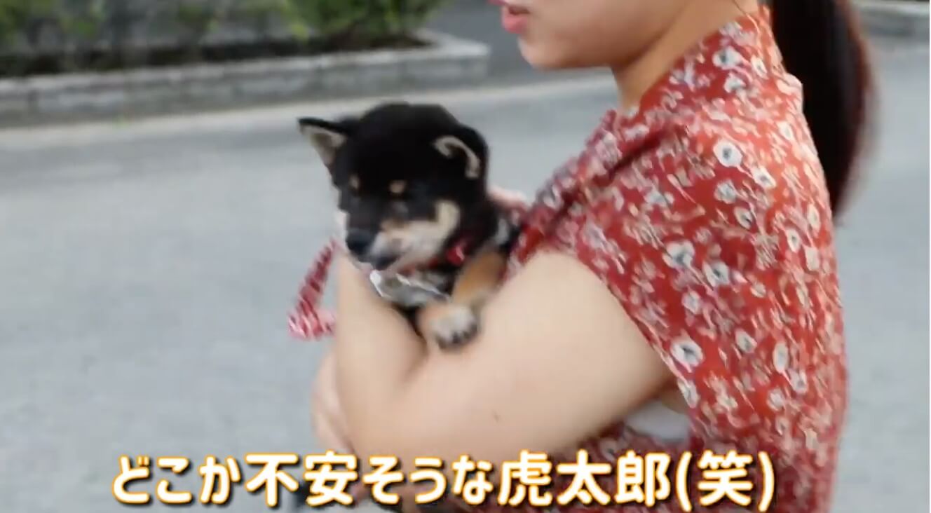 柴犬,YouTube
