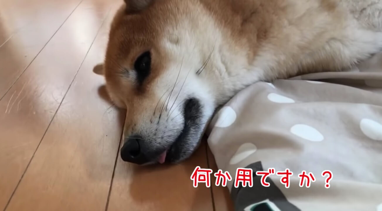 柴犬,YouTube