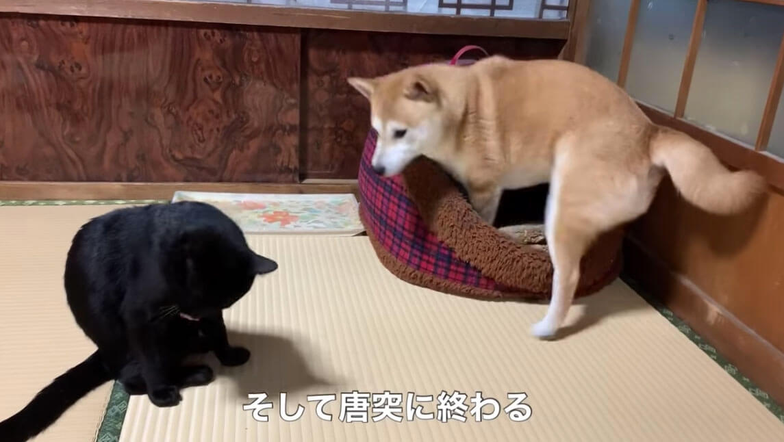 柴犬,YouTube