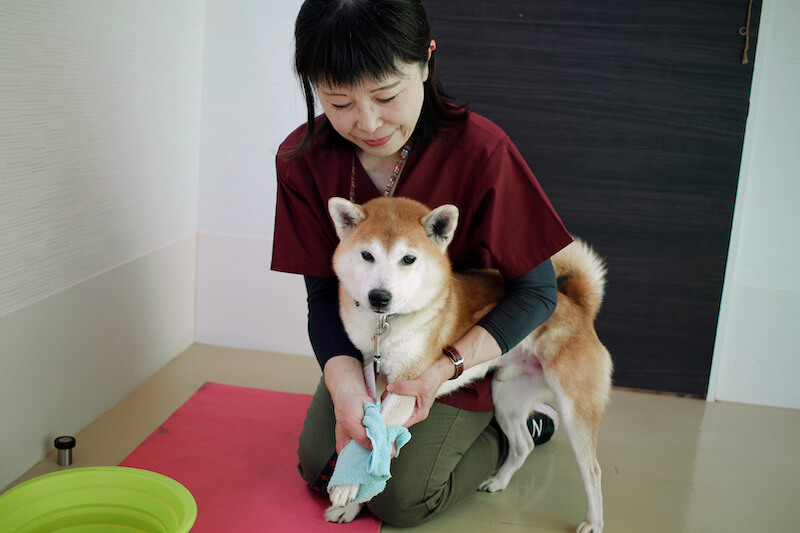 柴犬の被毛ケア
