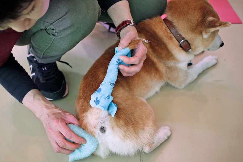 柴犬の被毛ケア