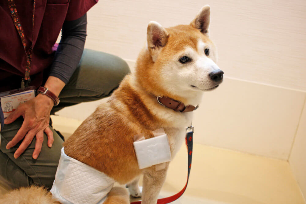 柴犬,柴を介護する