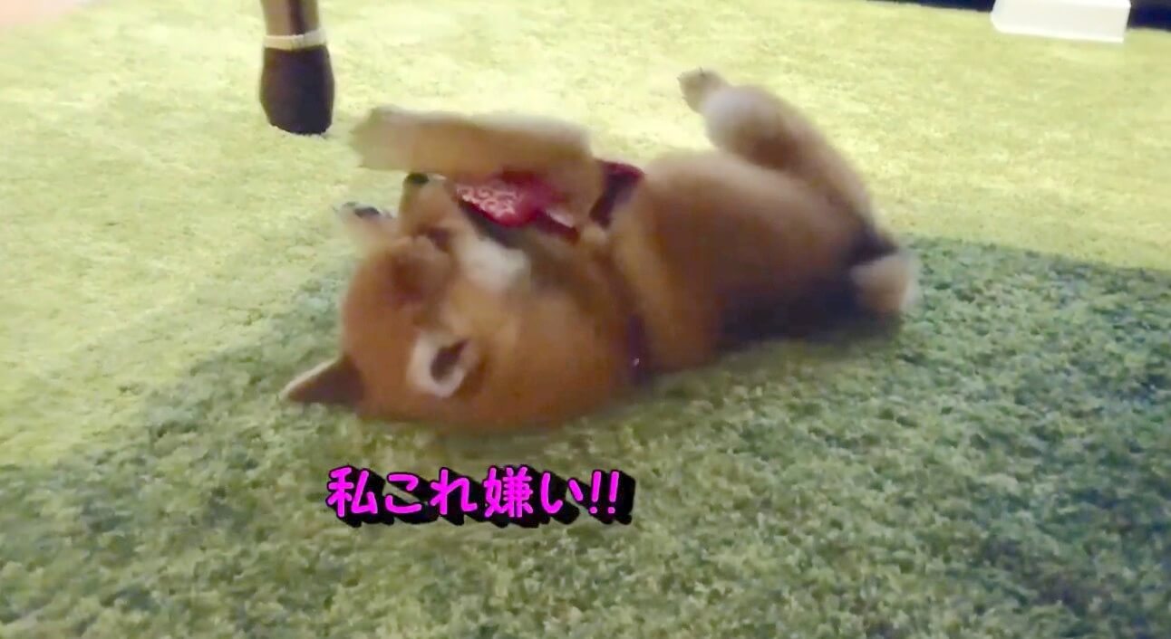 柴犬,YouTube