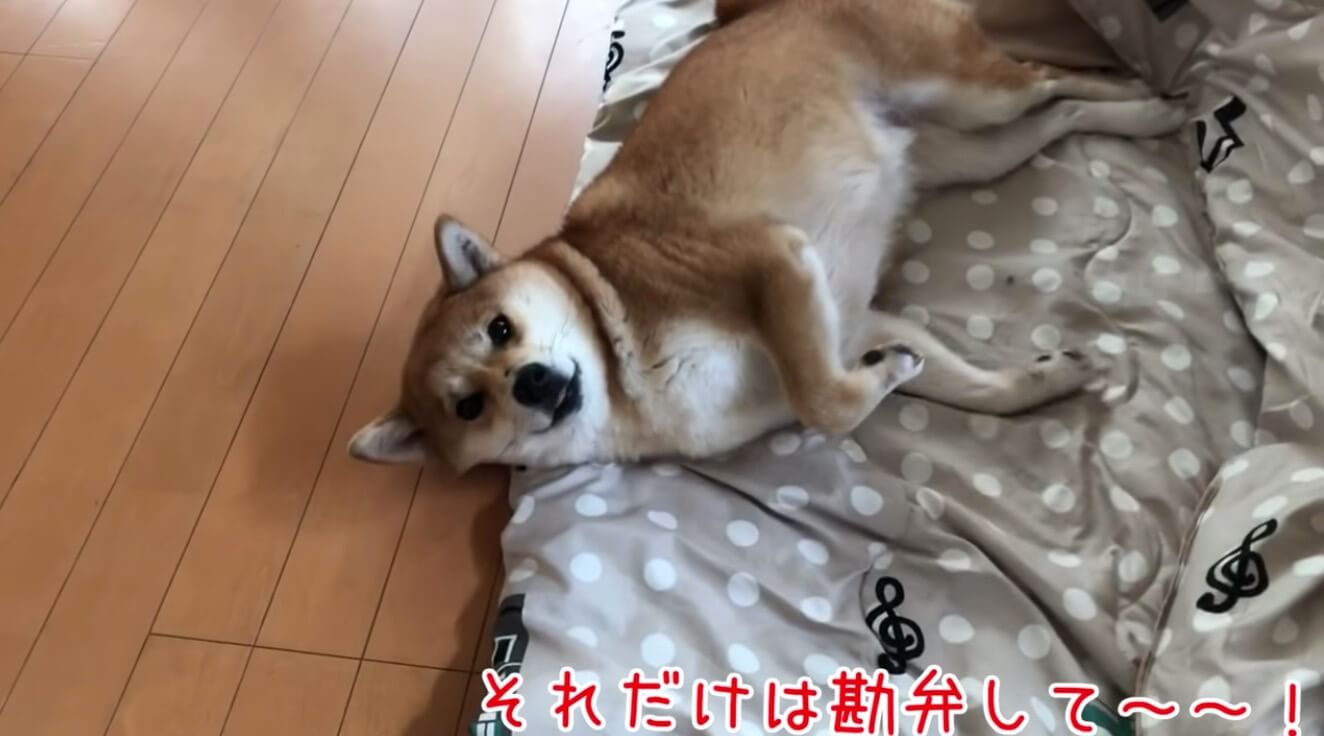 柴犬,YouTube