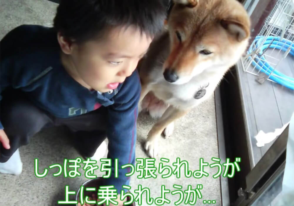 柴犬,YouTube