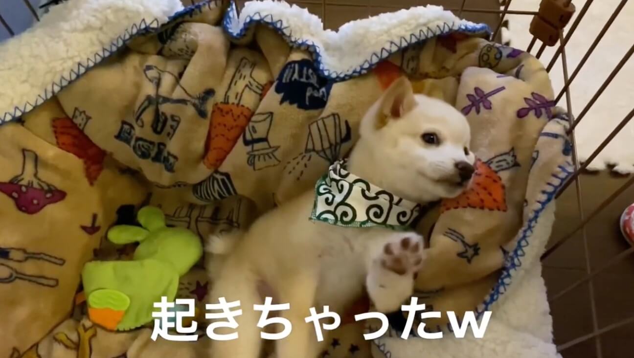柴犬,YouTube
