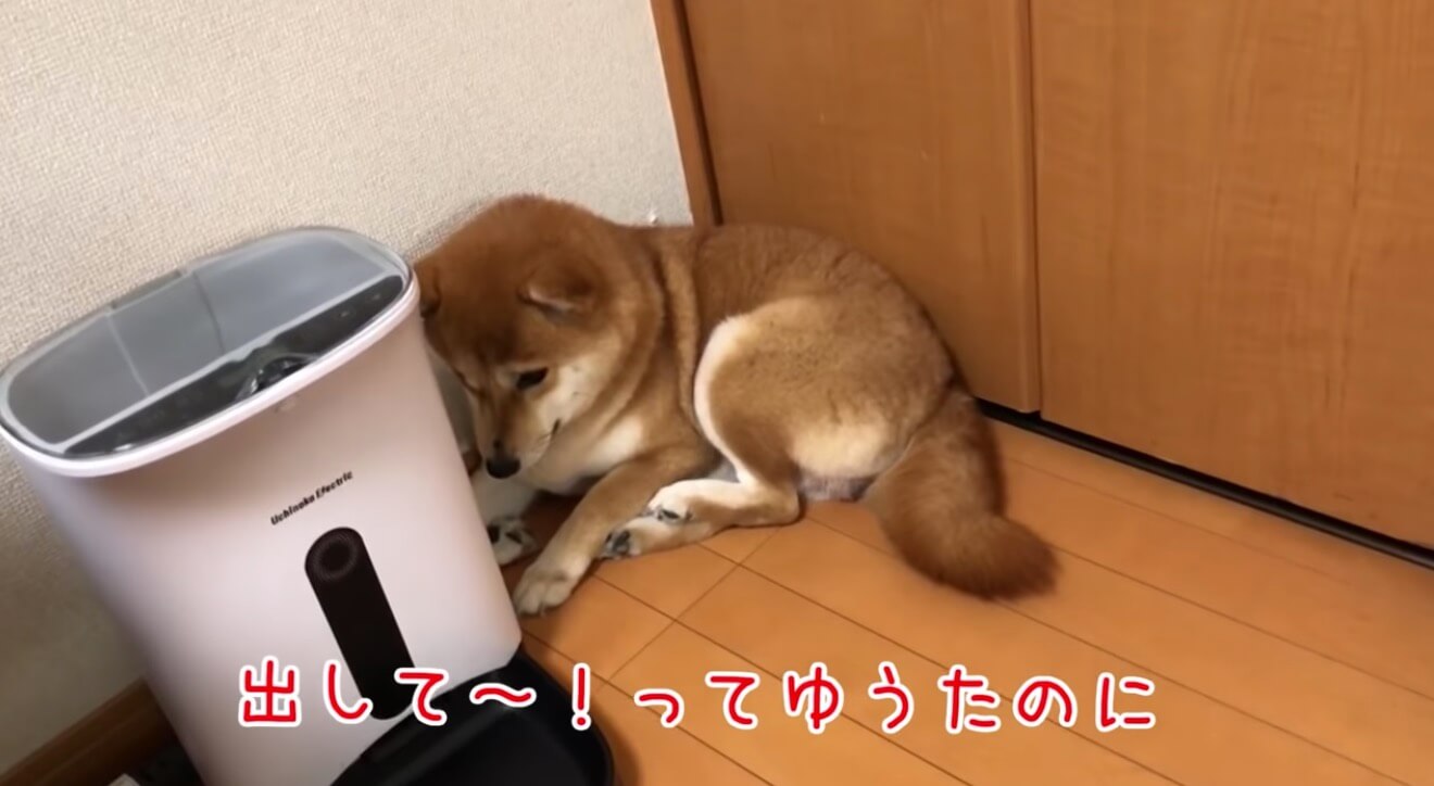 柴犬,YouTube