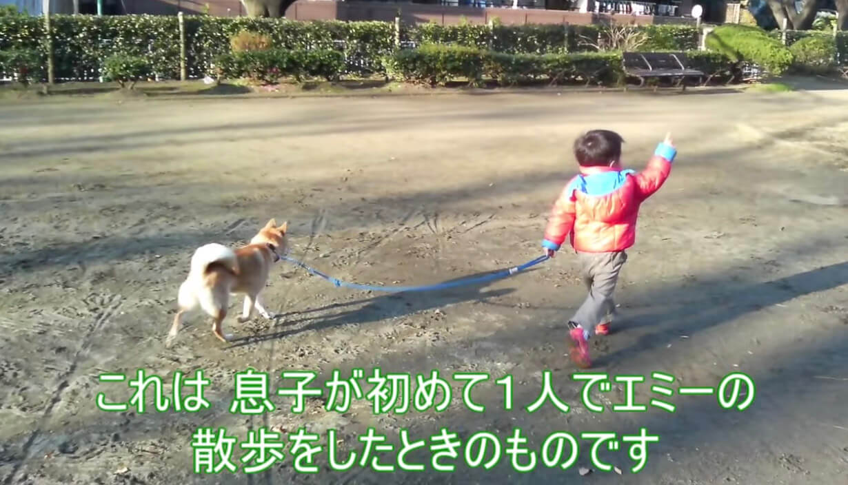 柴犬,YouTube