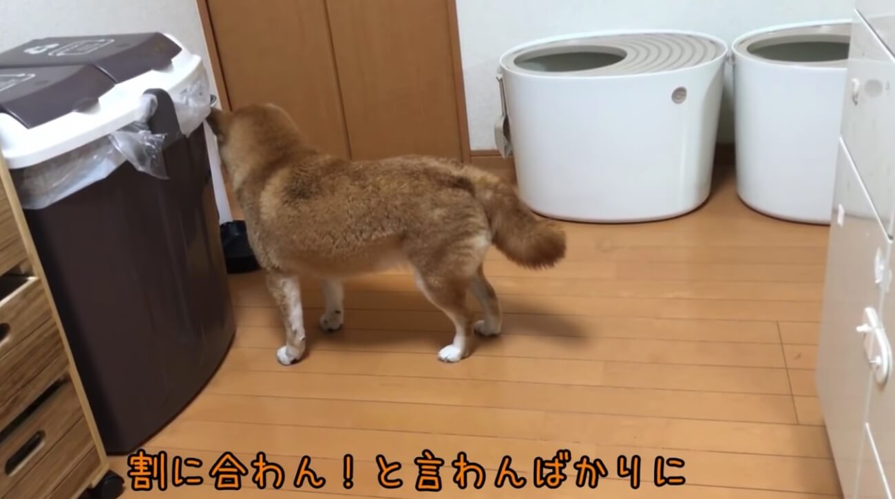 柴犬,YouTube
