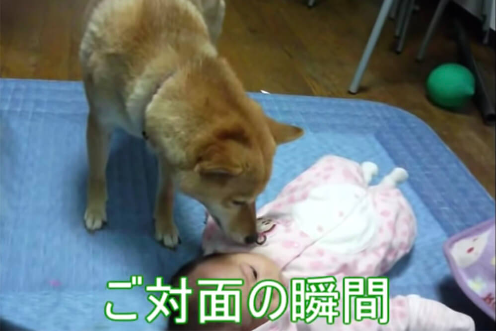 柴犬,YouTube