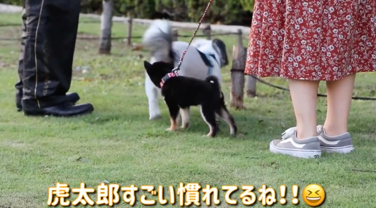 柴犬,YouTube