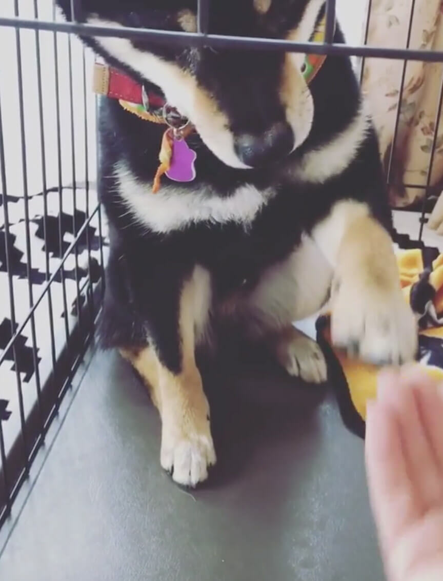 柴犬,Instagram