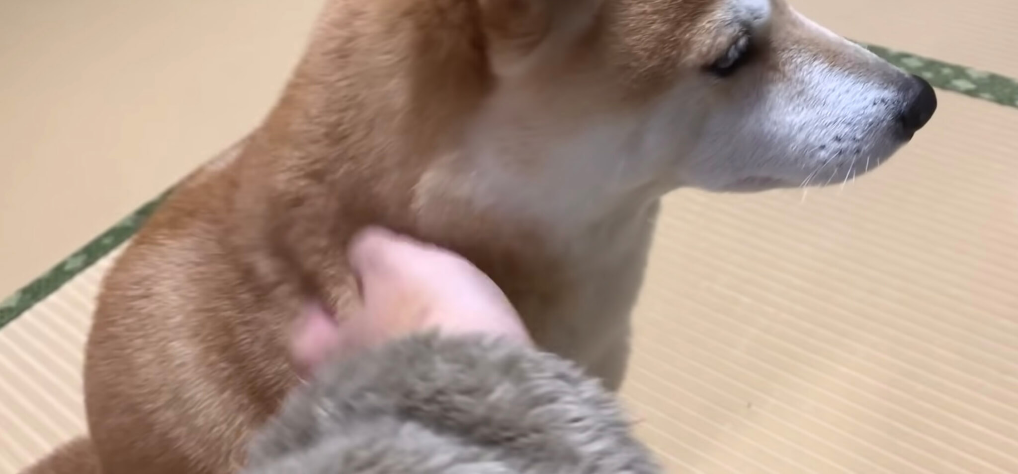 柴犬,YouTube