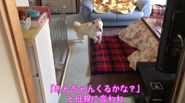 柴犬,YouTube