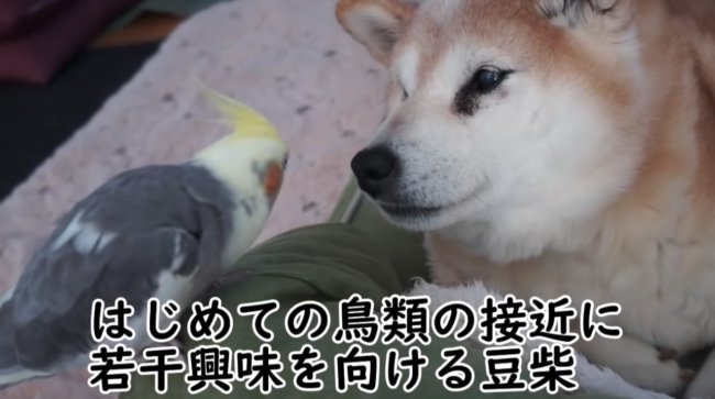 柴犬,YouTube