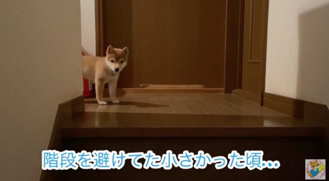 柴犬,YouTube
