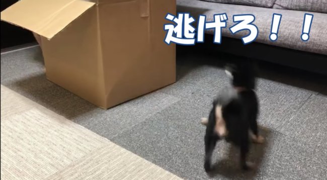 柴犬,YouTube