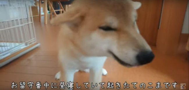 柴犬,YouTube