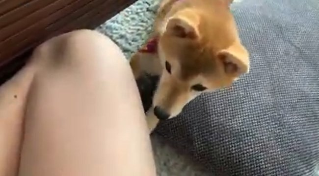 柴犬,YouTube