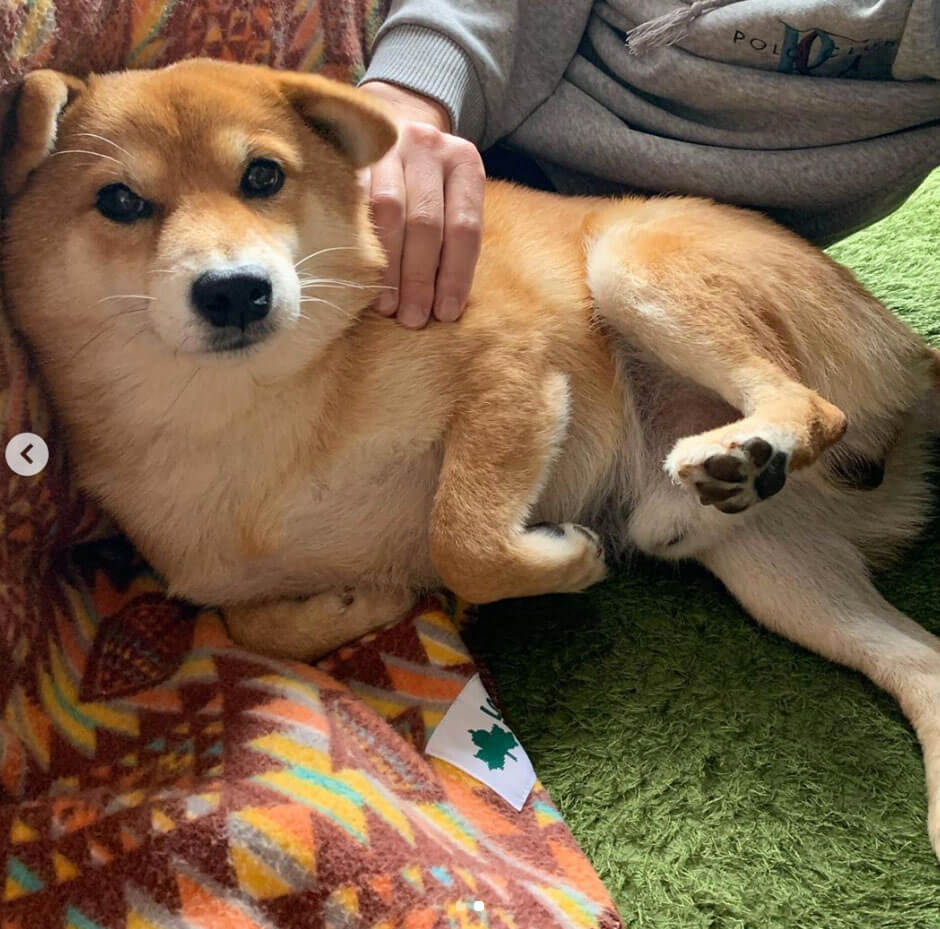 柴犬,Instagram