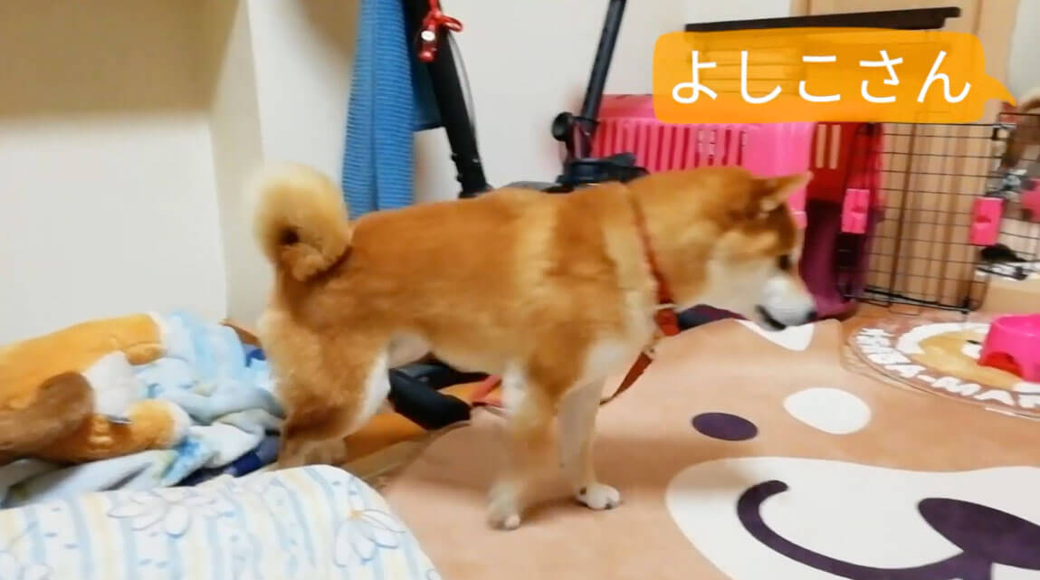 柴犬,YouTube
