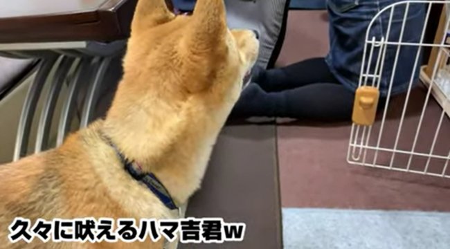 柴犬,YouTube