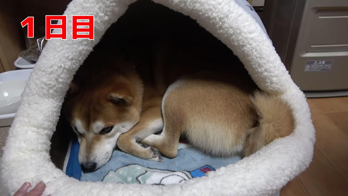 柴犬,YouTube