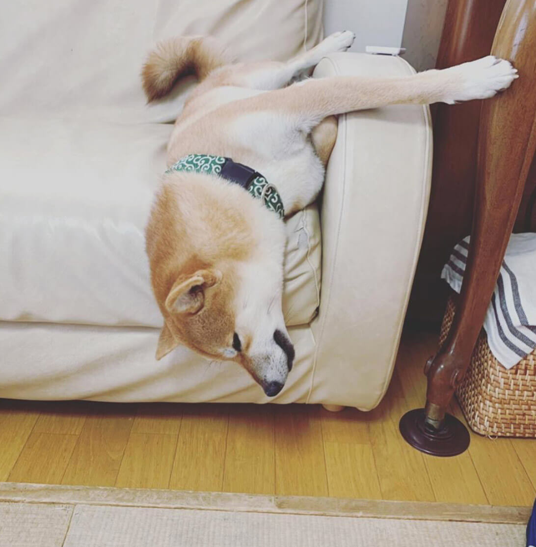 柴犬,Instagram