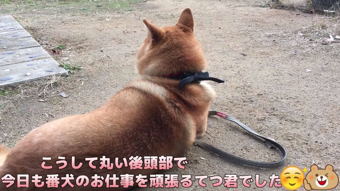 柴犬,YouTube