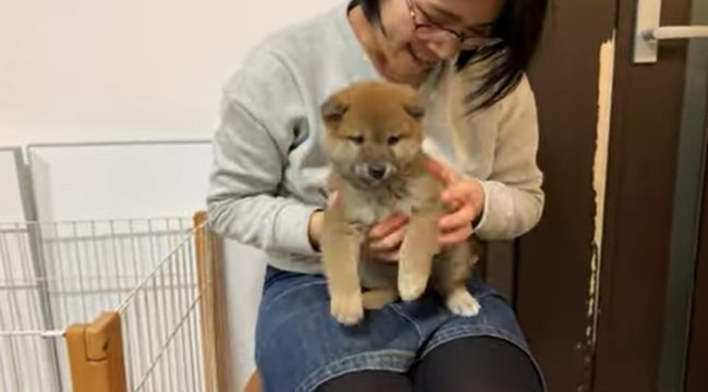 柴犬,YouTube