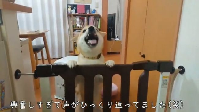 柴犬,YouTube