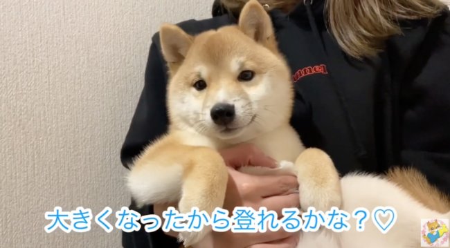 柴犬,YouTube