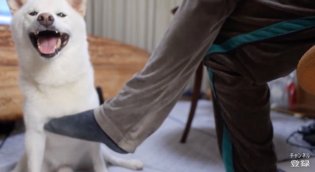 柴犬,YouTube
