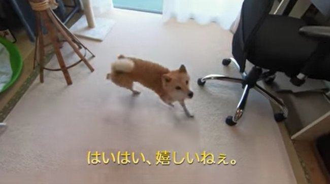 柴犬,YouTube