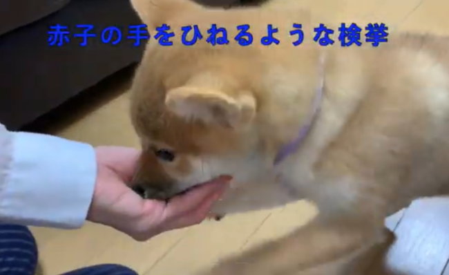 柴犬,YouTube