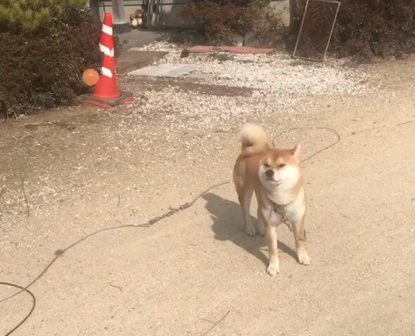 柴犬,Instagram