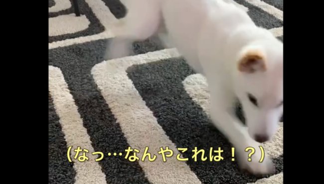 柴犬,YouTube