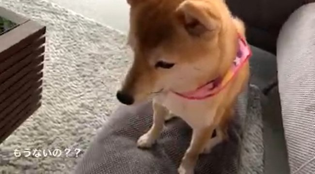 柴犬,YouTube