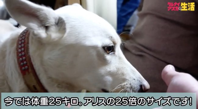 柴犬,YouTube