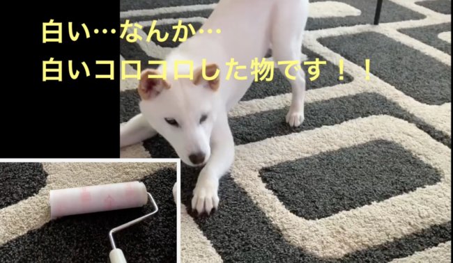 柴犬,YouTube