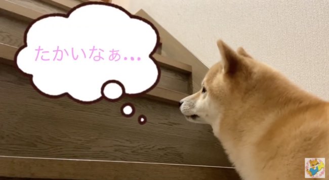 柴犬,YouTube
