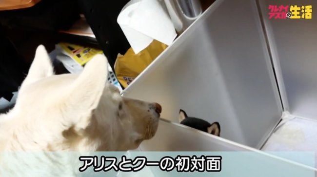柴犬,YouTube