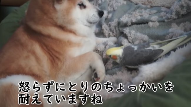 柴犬,YouTube