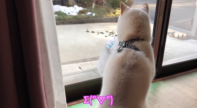 柴犬,YouTube