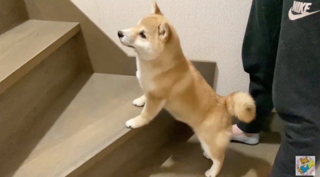 柴犬,YouTube